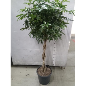 Schefflera arbor. 'Compacta'