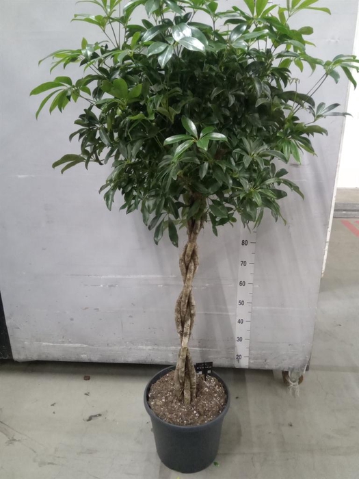 <h4>Schefflera arbor. 'Compacta'</h4>