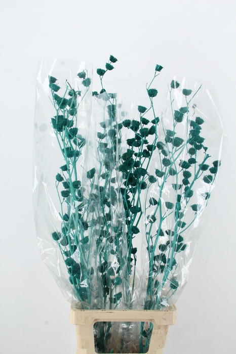 <h4>DF Lavatera Bs Turquoise 120g</h4>