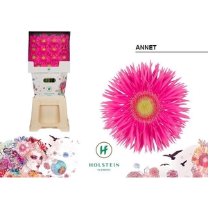 Gerbera Spider Annet Diamond