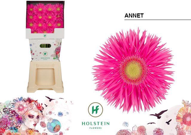 <h4>Gerbera Spider Annet Diamond</h4>