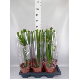 Euphorbia candelabrum
