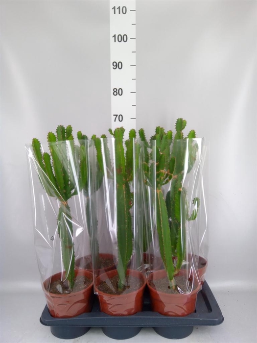<h4>Euphorbia candelabrum</h4>