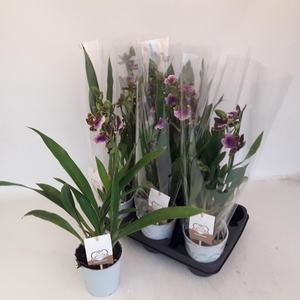 Zygopetalum Louisendorf (Cites) 12Ø 45cm 2st