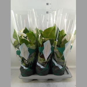Anthurium andr. 'Samora'