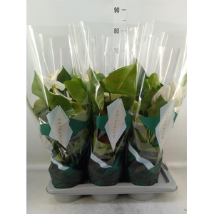 Anthurium andr. 'Samora'