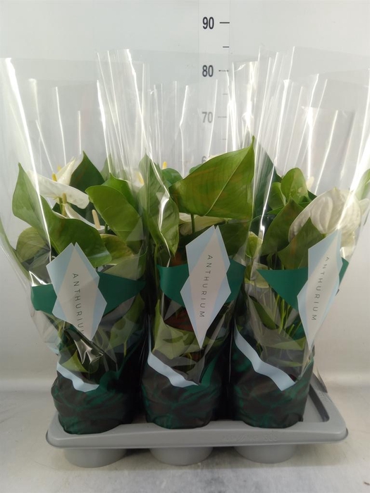 <h4>Anthurium andr. 'Samora'</h4>