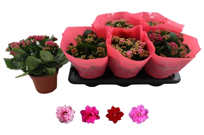 <h4>KAL GE RO GEM 4 KL</h4>