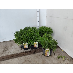 SEDUM KAMTSCHATICUM