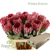 Protea Sharon