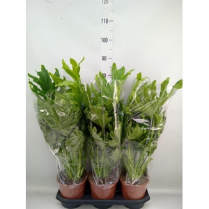 Philodendron   ...
