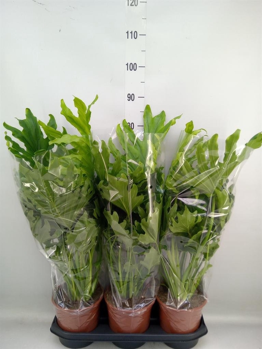 <h4>Philodendron ...</h4>