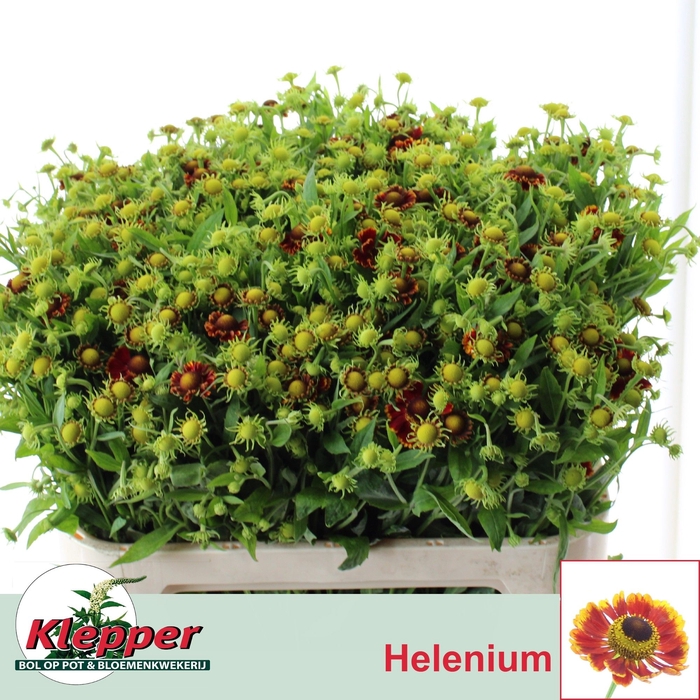 <h4>Helenium Fiesta Klepper</h4>
