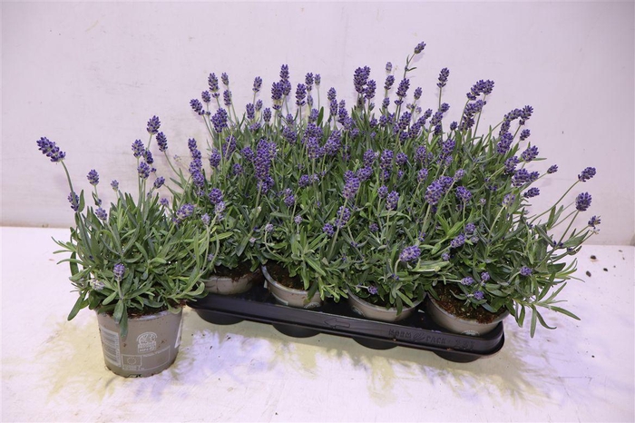 <h4>Lavan An Lav Purple</h4>