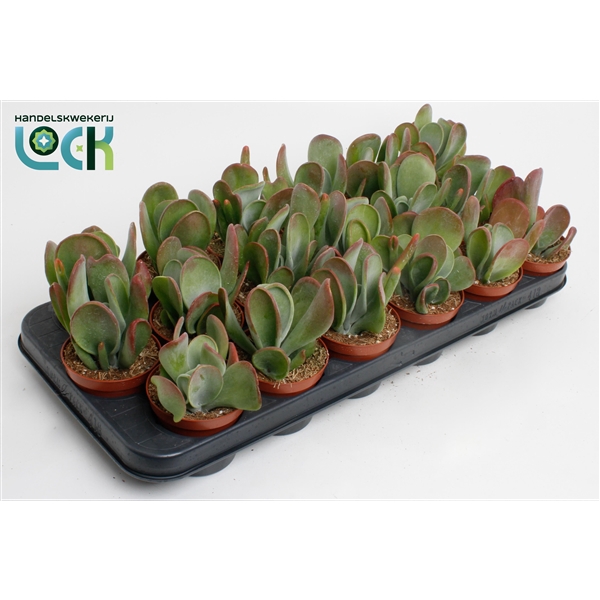<h4>kalanchoë Oricula</h4>