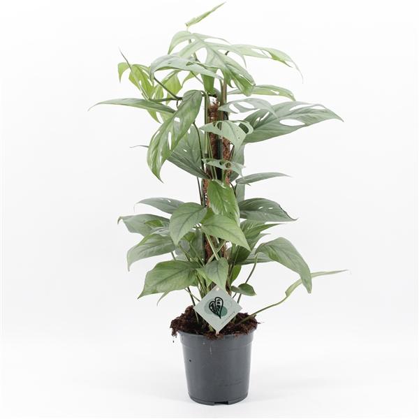 <h4>Epipremnum pinnatum 'Cebu Blue'</h4>