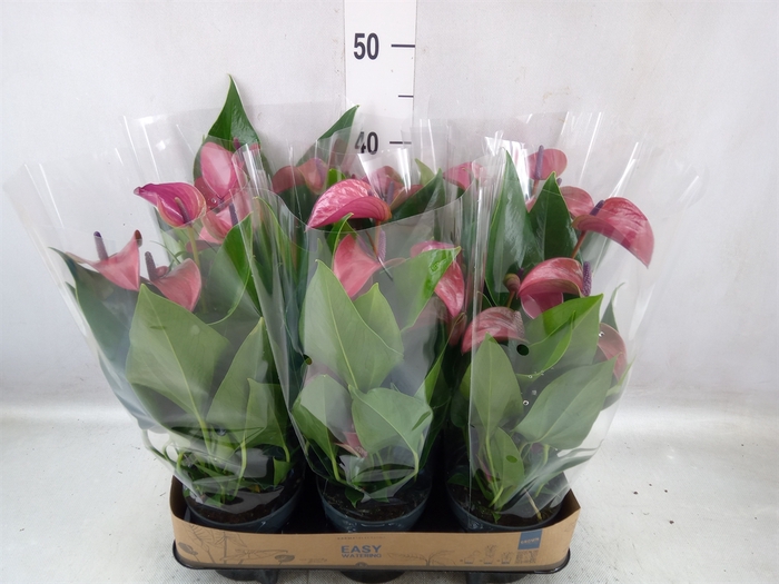 <h4>Anthurium andr. 'Pure Purple'</h4>