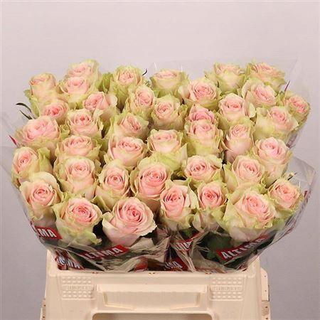 <h4>R Gr Frutteto</h4>