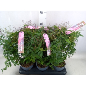 Jasminum polyanthum   ...rose