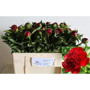 PAEO RED CHARM