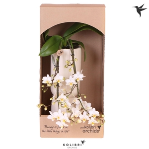 Kolibri Orchids Phalaenopsis Victoria fall in Diabolo travertine in showbox
