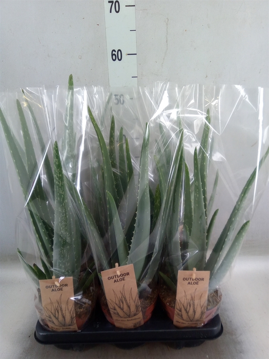 <h4>Aloe vera</h4>