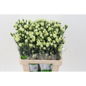 Di Tr Rascal Green x20