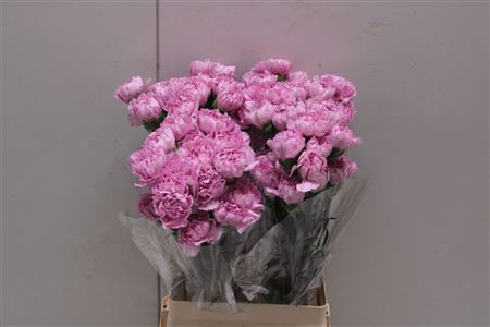 <h4>Di St Lavender Pixel</h4>