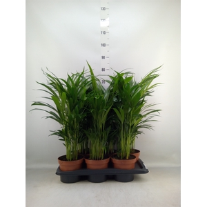 Dypsis lutescens   ...Chrysalidoca
