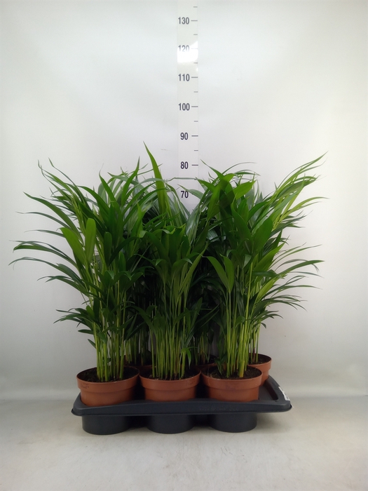 <h4>Dypsis lutescens   ...Chrysalidoca</h4>