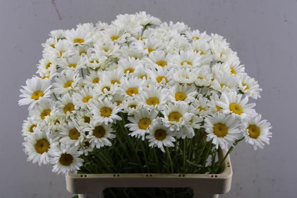 <h4>Leuc Margrieten X100</h4>