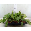 Hoya quinquenervia