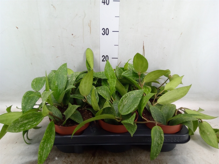 <h4>Hoya quinquenervia</h4>