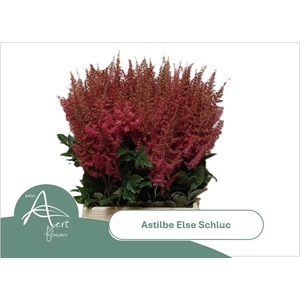 ASTIL AR ELSE SCHLUC