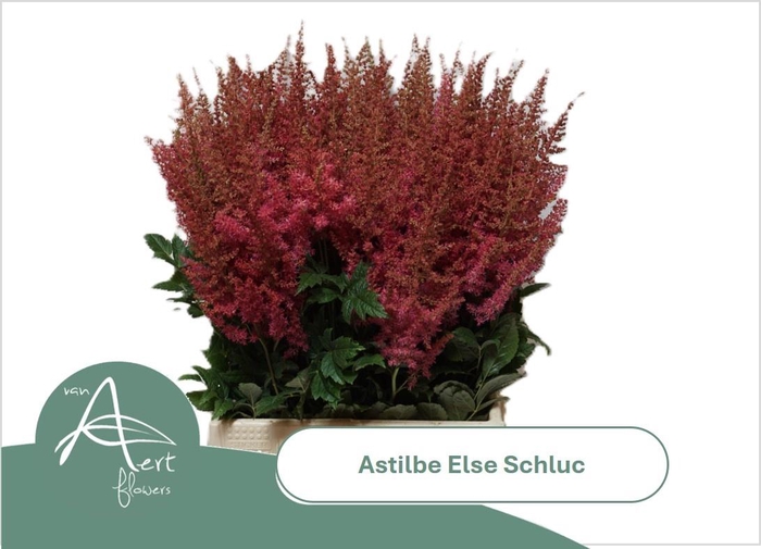 <h4>ASTIL AR ELSE SCHLUC</h4>