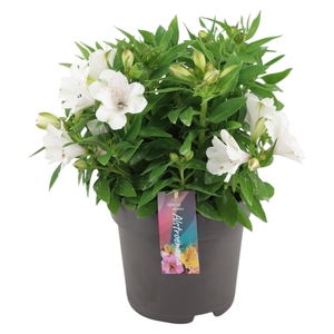 Alstroemeria Inticancha Magic White p21