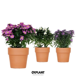 Aster Starletta Serie in Terracotta pot