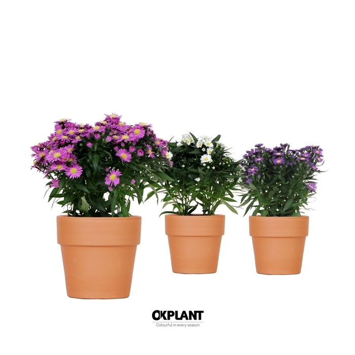<h4>Aster Starletta Serie in Terracotta pot</h4>