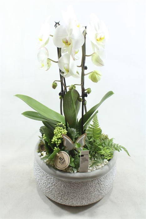 <h4>0701 KER. GREY CASCADE</h4>