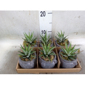 Arr.   Kamerplant Groen L%