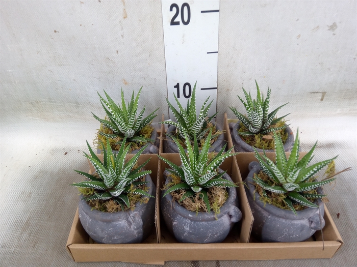 <h4>Arr.   Kamerplant Groen L%</h4>