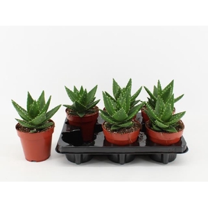 Aloe Perfoliata (Cites) 12Ø 20cm