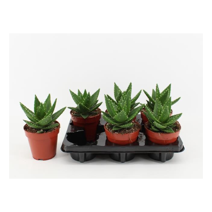 <h4>Aloe (Cites) 12Ø 20cm</h4>