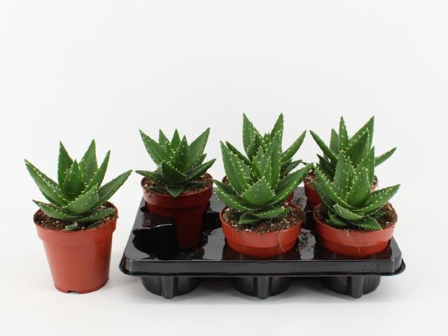 Aloe Perfoliata (Cites) 12Ø 20cm