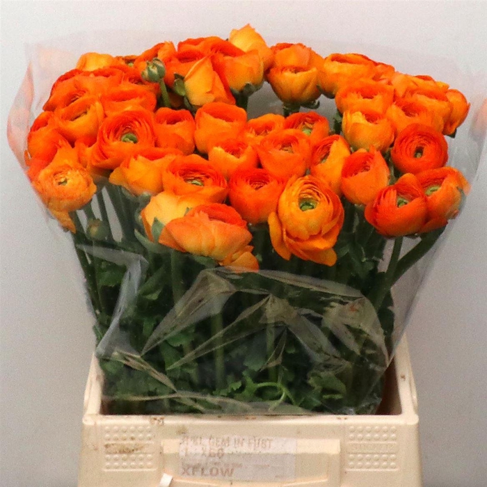 <h4>Ran Su Lambada Orange Extra (fr)</h4>