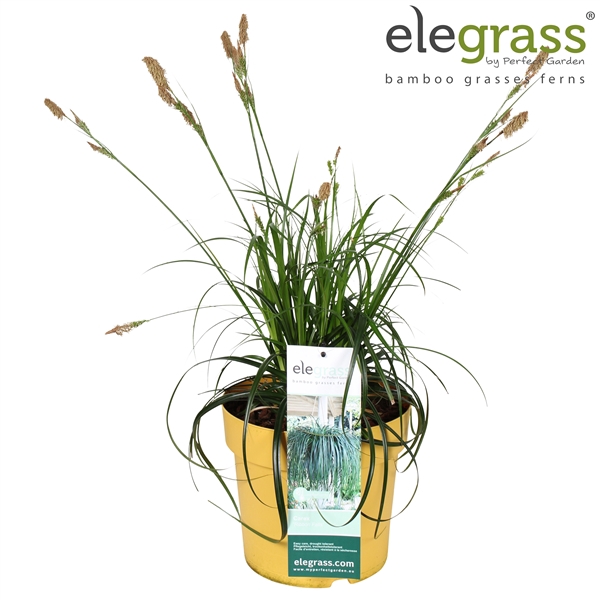 <h4>Carex 'Ribbon Falls' P23</h4>
