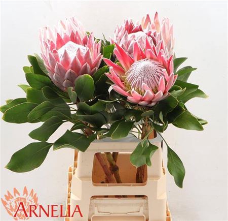 <h4>Protea Cynaroides Xxl</h4>