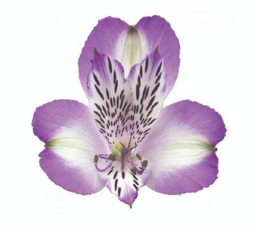 <h4>Alstr Splendor</h4>