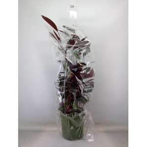 Ctenanthe setosa 'Compactstar'