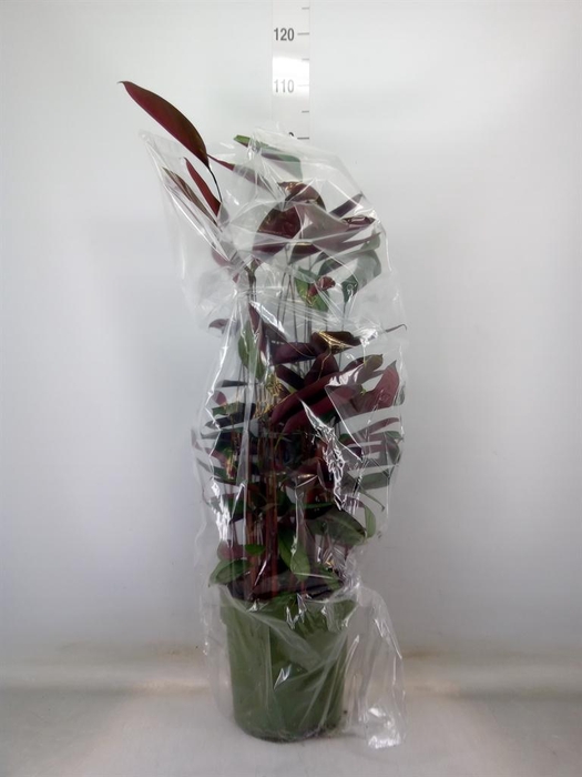 <h4>Ctenanthe setosa 'Compactstar'</h4>